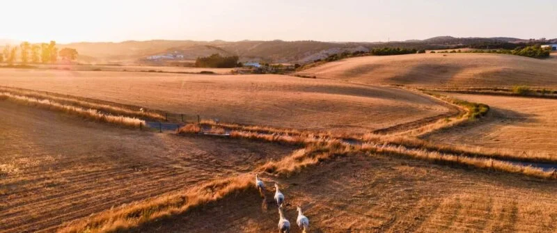Scenic landscape at sunset with rolling hills, captured by NYC video editor and web designer.